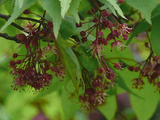 grüner Fächerahorn Blüte