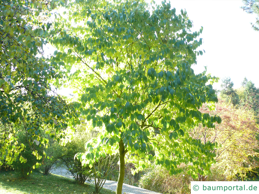 Gutaperchabaum (Eucommia ulmoides)  Baum im Sommer