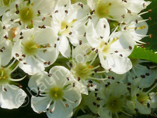 Hahnendorn Blüte Nahaufnahme