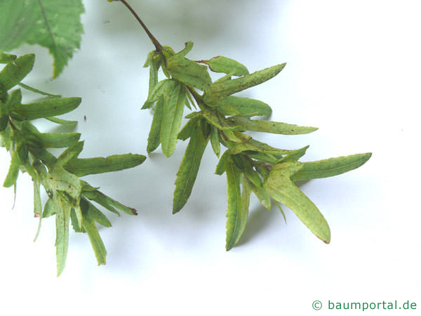 Hainbuche Carpinus betulus