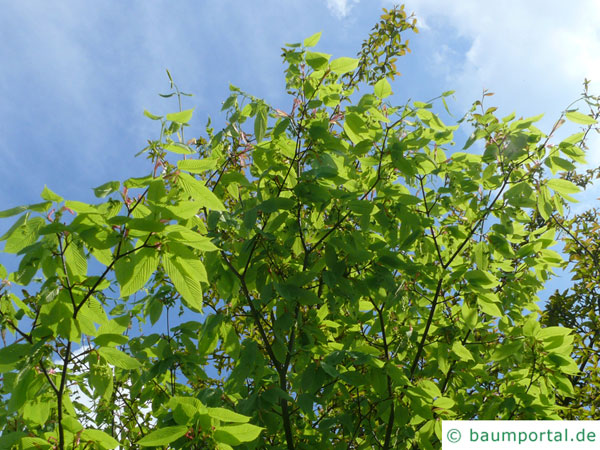 hainbuchenblättrige Ahorn (Acer carpinifolium) Krone im Sommer