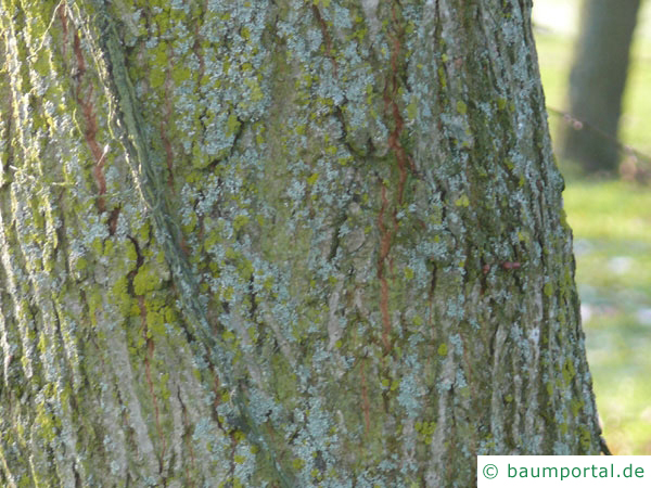 holländische Linde (Tilia intermedia) älterer Stamm der Linde