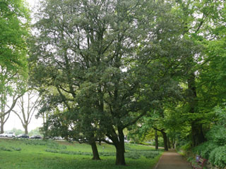 Die immergrüne Eiche Baum