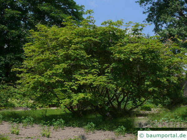 japanischer Feuer-Ahorn (Acer japonicum 'Aconitifolium') Baum im Sommer