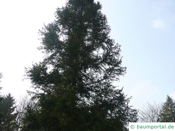 Sichel-Tanne (Cryptomeria japonica) Baum