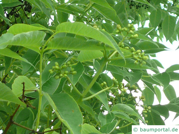 japanischer Korkbaum (Phellodendron japonicum) Blütenknospen