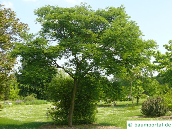 japanischer Korkbaum (Phellodendron japonicum) Baum im Sommer