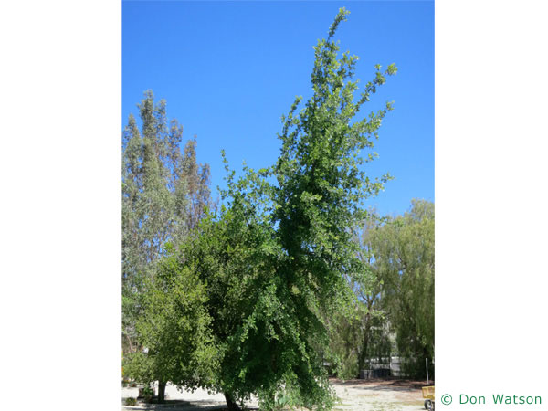 Kalifornische Eiche (Quercus lobata) Baum