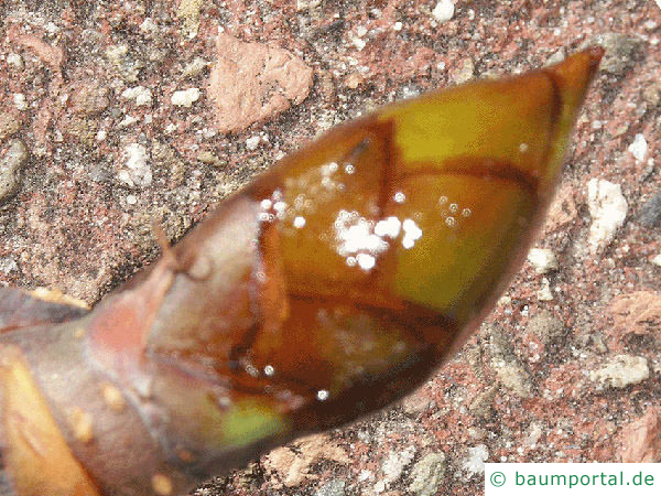 Kastanie (Aesculus hippocastanum) Endknospe