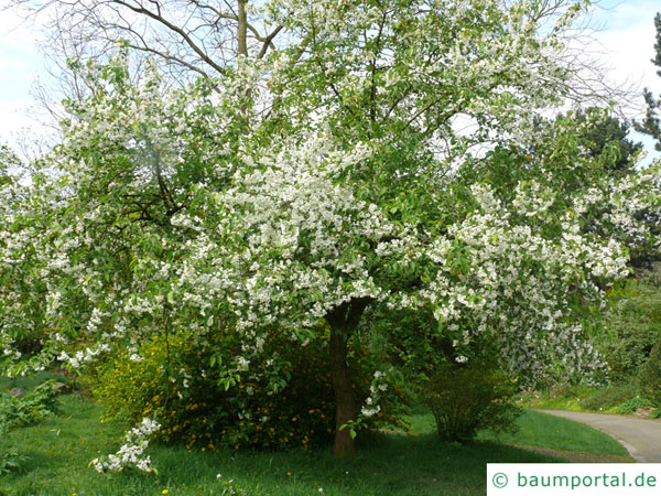 Kirsch-Apfel (Malus baccata) Krone mit Blüten