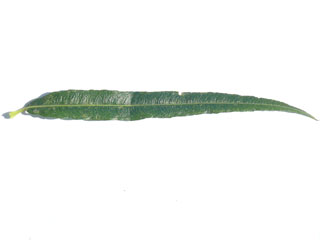 Das Blatt der Korbweide