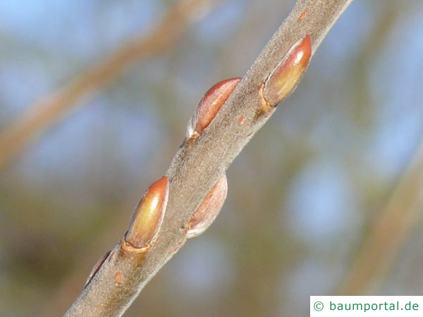 Korb-Weide (Salix viminalis) Knospen