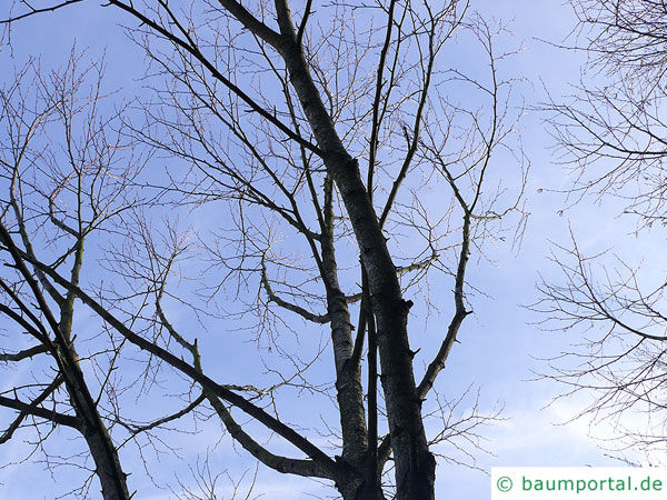 lindenblättrige Birke (Betula maximowicziana) Krone im Winter