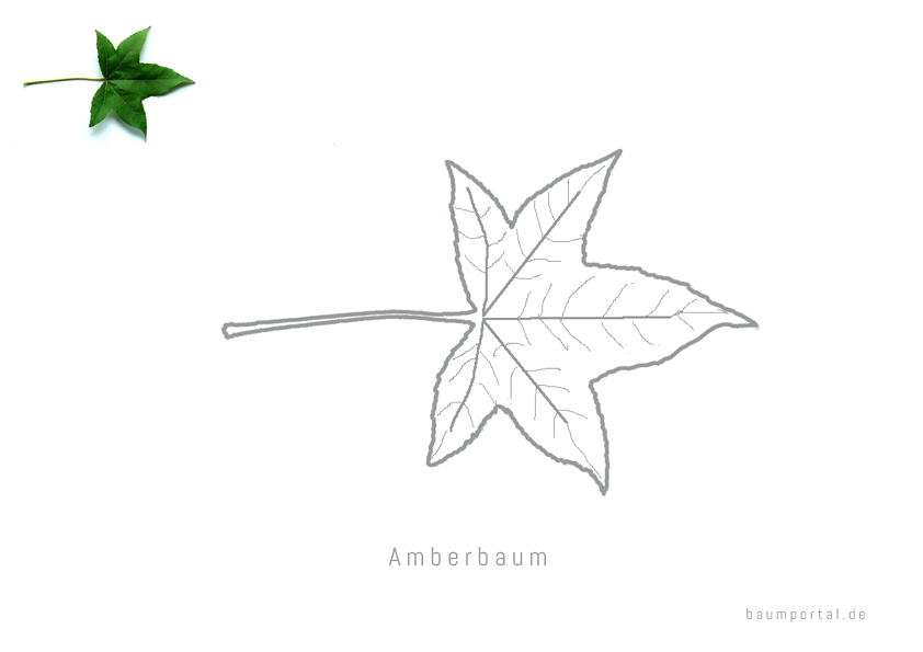Malvorlage Amberbaum