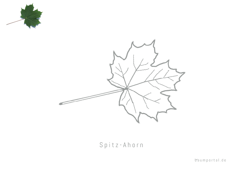 Malvorlage Spitz-Ahorn