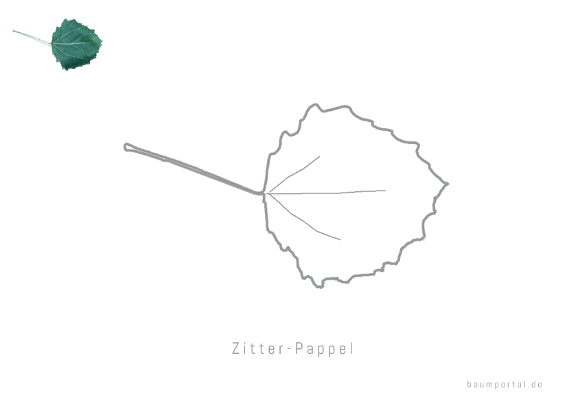 Malvorlage Zitter-Pappel