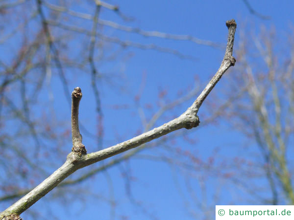 Osagedorn (Maclura pomifera) Knospe