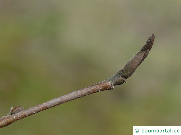 persisches Eisenholz (Parrotia persica) Endknospe