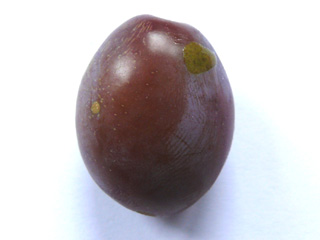 Pflaume Steinfrucht