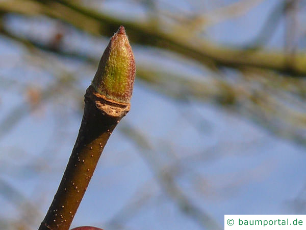 Platane (Platanus acerifolia) Endknospe