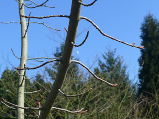 Rot-Ahorn Zweige