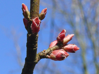 Rot-Ahorn Zweig Knospen