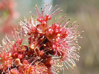 Rot-Ahorn Blüte nah