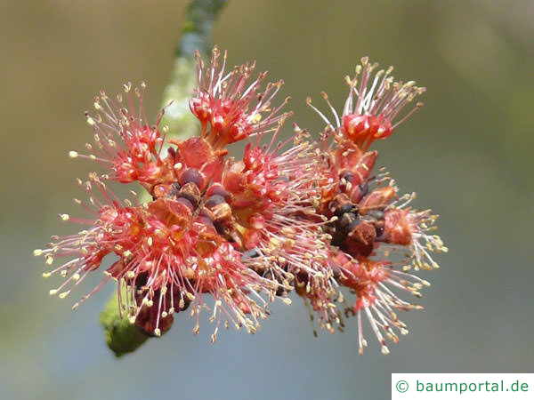 Rot-Ahorn (Acer rubrum) rote Blüten 