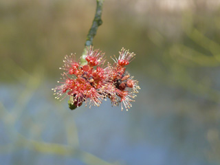 Rot-Ahorn Blüte