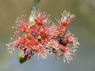 Rot-Ahorn Blüten