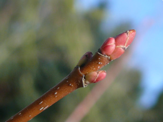 Rot-Ahorn Knospe