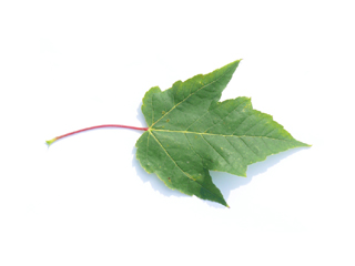 Blatt Rot-Ahorn