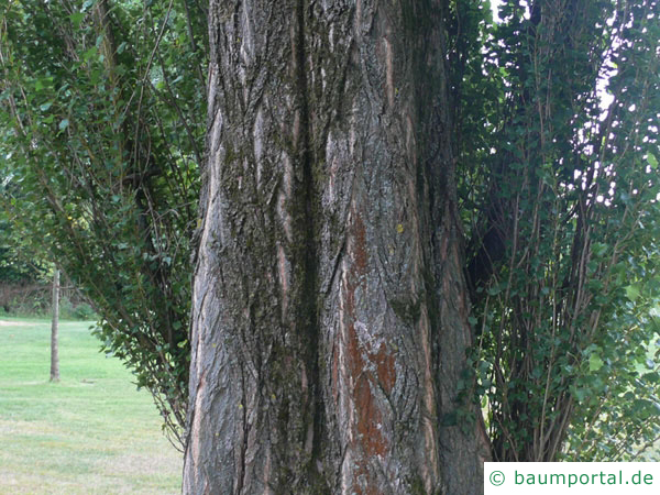 italienische Säulenpappel (Populus nigra 'Italica') Stamm / Borke / Rinde