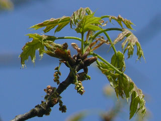 Scharlach-Eiche  Blüte