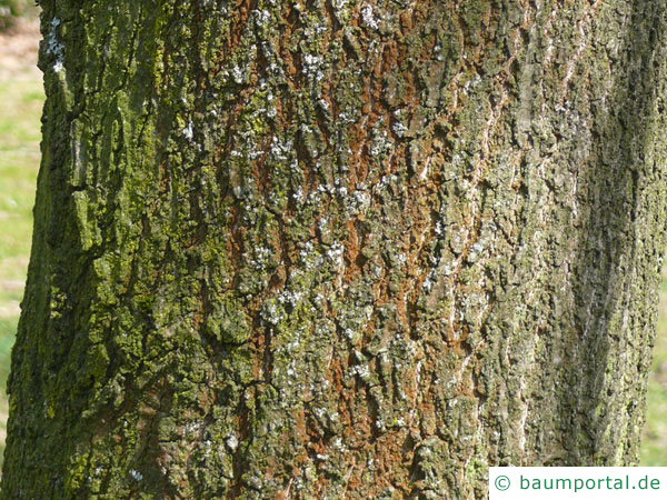 Scharlach-Eiche (Quercus coccinea) Stamm / Rinde / Borke