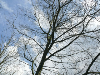 Scharlach-Eiche baum im Winter