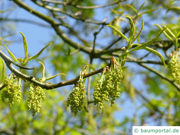 Schindel-Eiche (Quercus imbricaria) Blüte