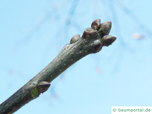 Schindel-Eiche (Quercus imbricaria) Knospe