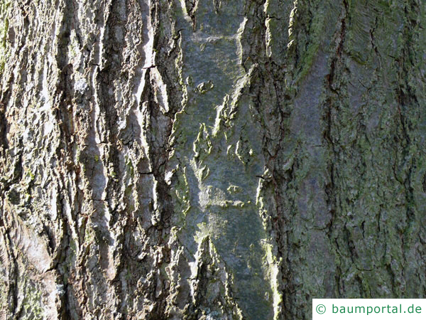 Schindel-Eiche (Quercus imbricaria) Stamm / Rinde / Borke