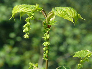 Die Schlangenhaut-Ahorn Blüte