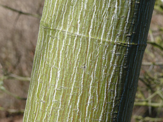 Stamm / Rinde Schlangenhaut-Ahorn