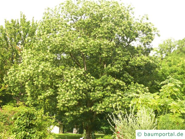 Schnurbaum (Styphnolobium japonicum) Baum