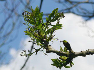 Schwarzesche Blüte