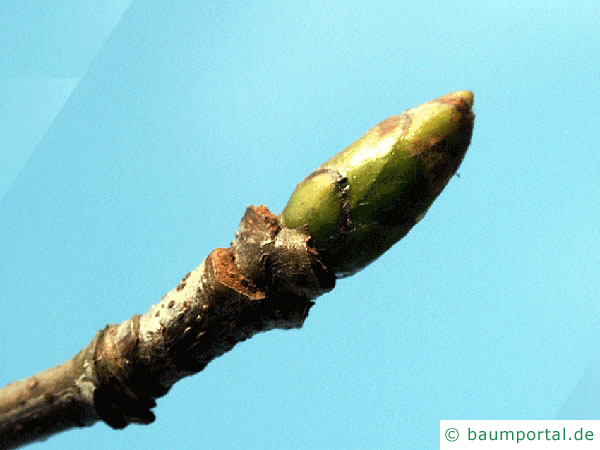 Speierling (Sorbus domestica) Endknospe