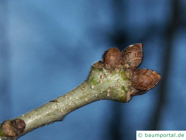 Stiel-Eiche (Quercus robur) Endknospe