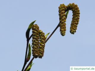 Alnus Firma Blüte