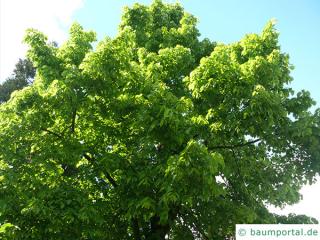 riesenblättrige Linde (Tilia americacna 'Nova') Baum im Sommer