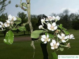 Apfel (Malus hybrid) Blüte