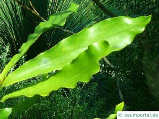 australische Haselnuss (Macadamia ternifolia) Blatt