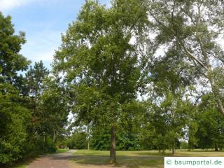 Balsam-Pappel (Populus balsamifera) Baum
